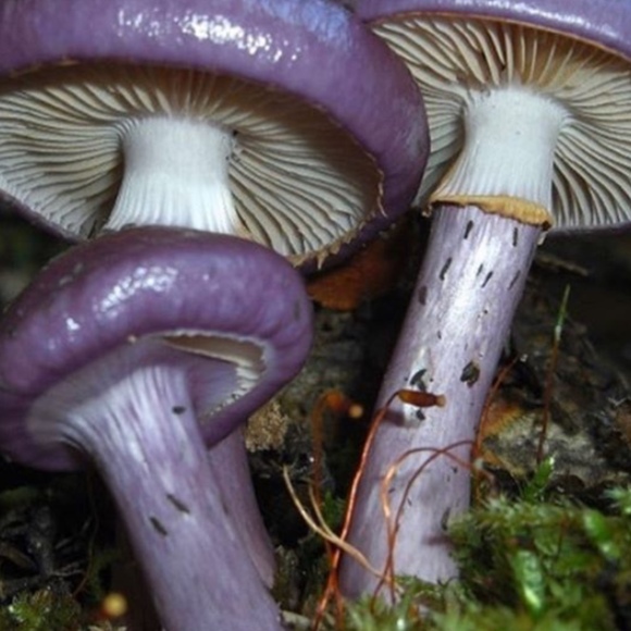 neptunebxby